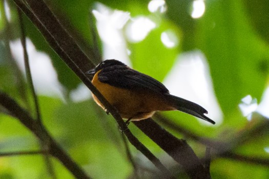 Fulvous Shrike-Tanager at Rio Bigal